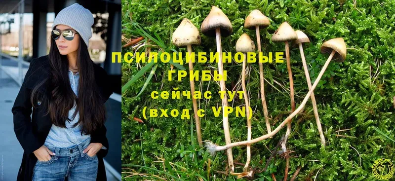 Галлюциногенные грибы Cubensis  Кущёвская 